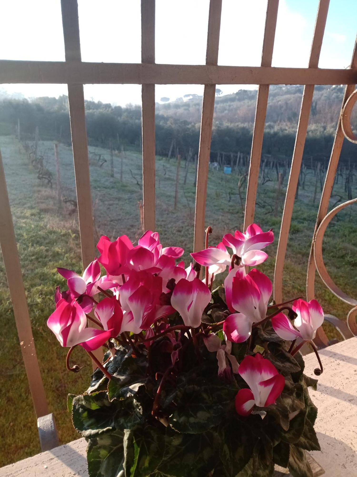 הוילה פראסקאטי Poggio Agli Ulivi מראה חיצוני תמונה